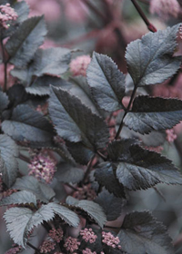 Angelica 'Ebony'